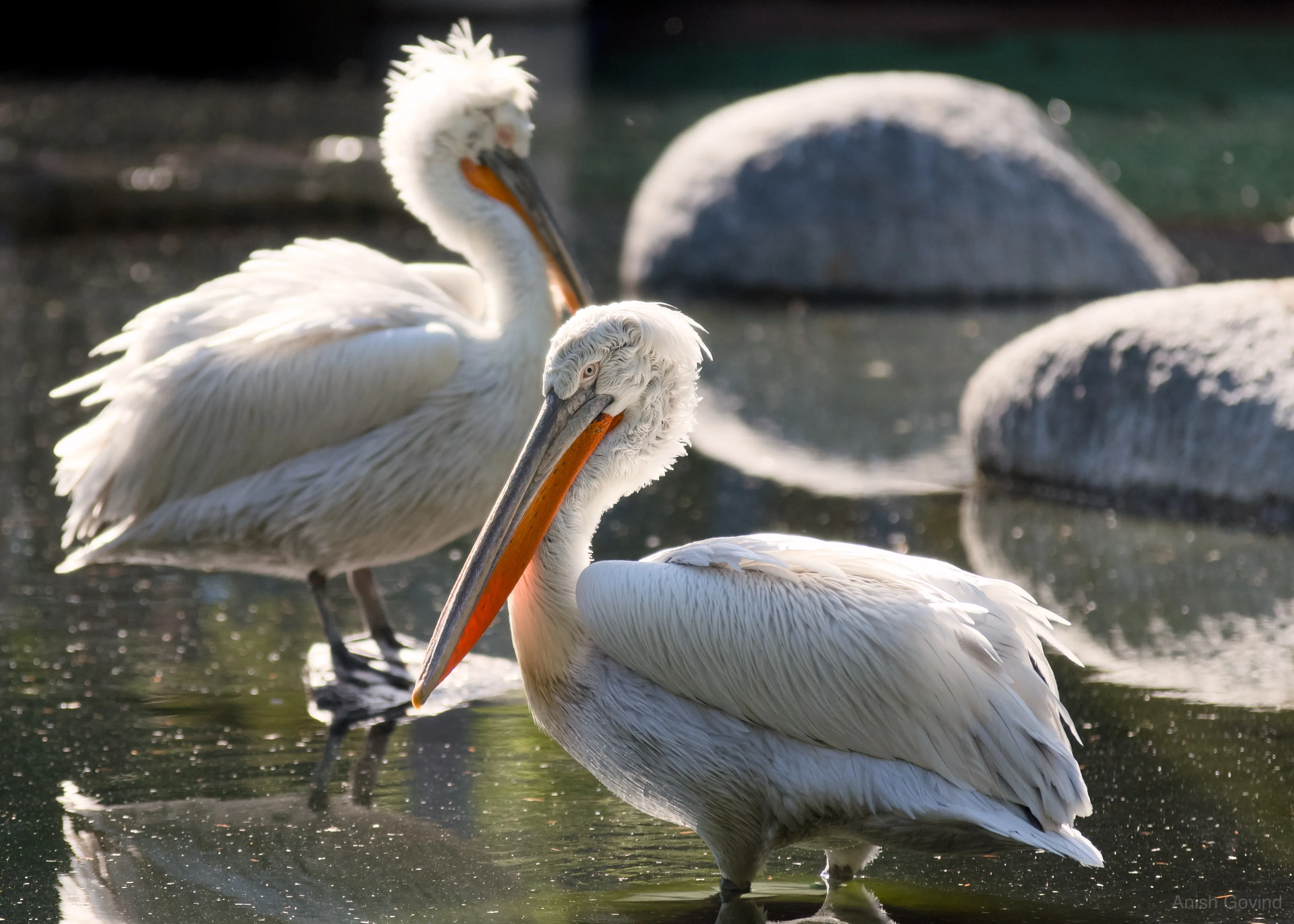 San Diego Safari/DSC_3818.jpg