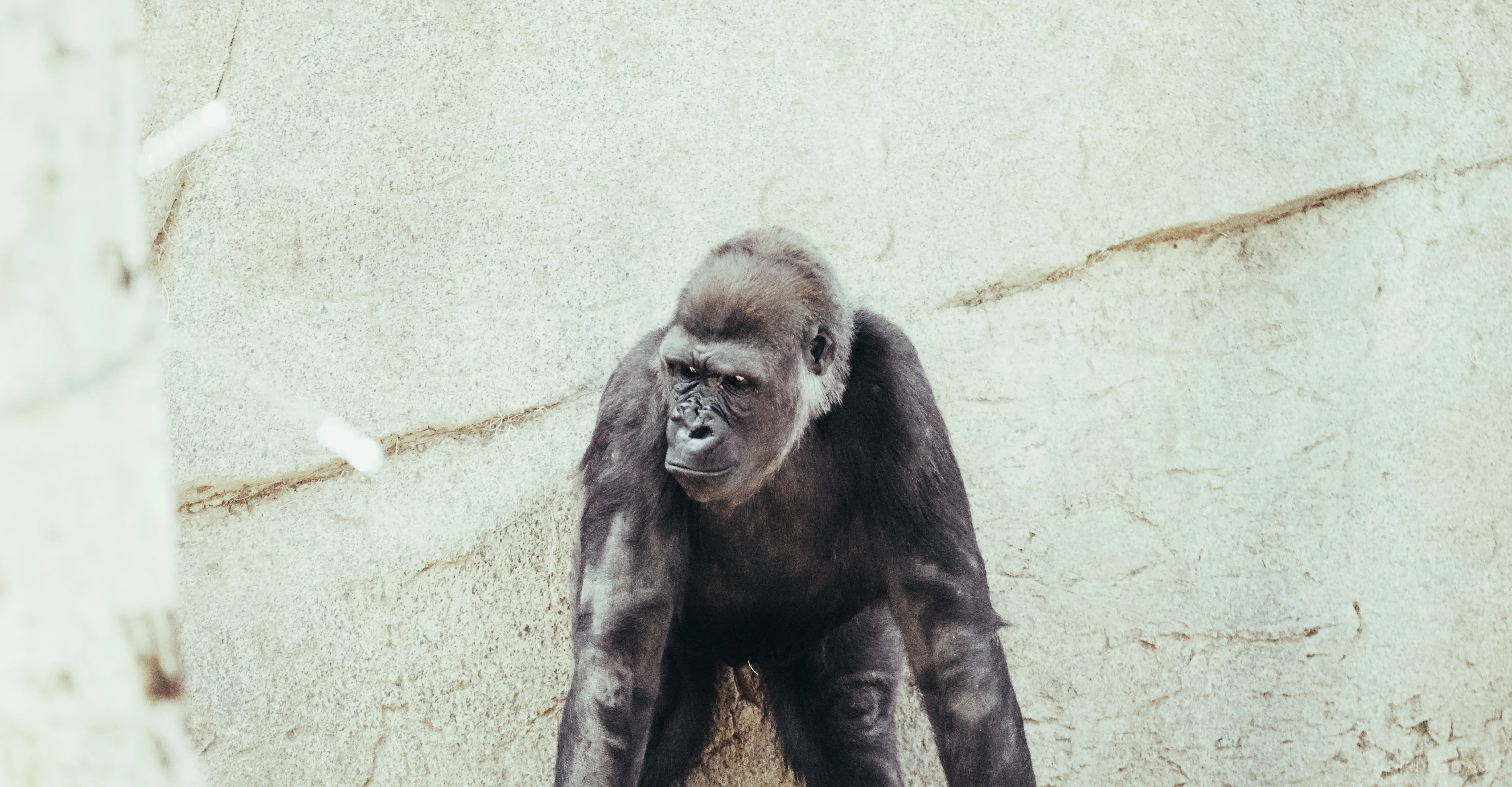 San Diego Safari/DSC_3834.jpg