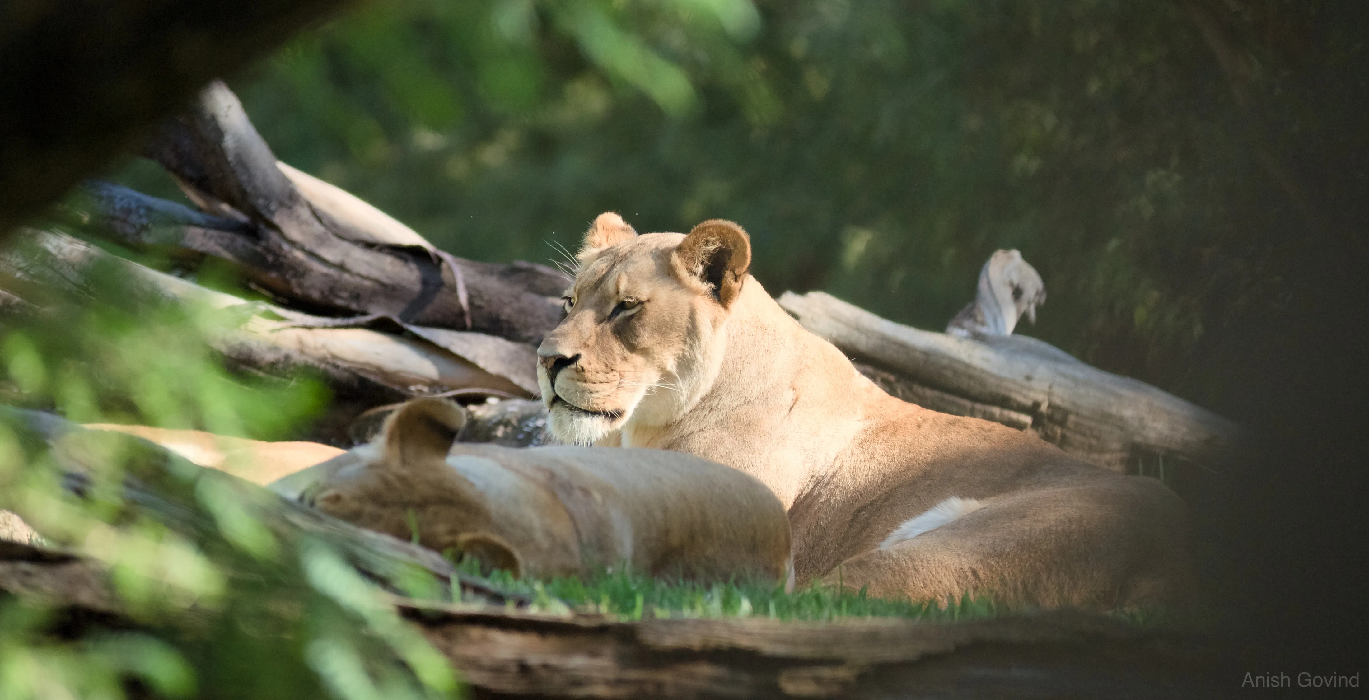 San Diego Safari/DSC_3868.jpg