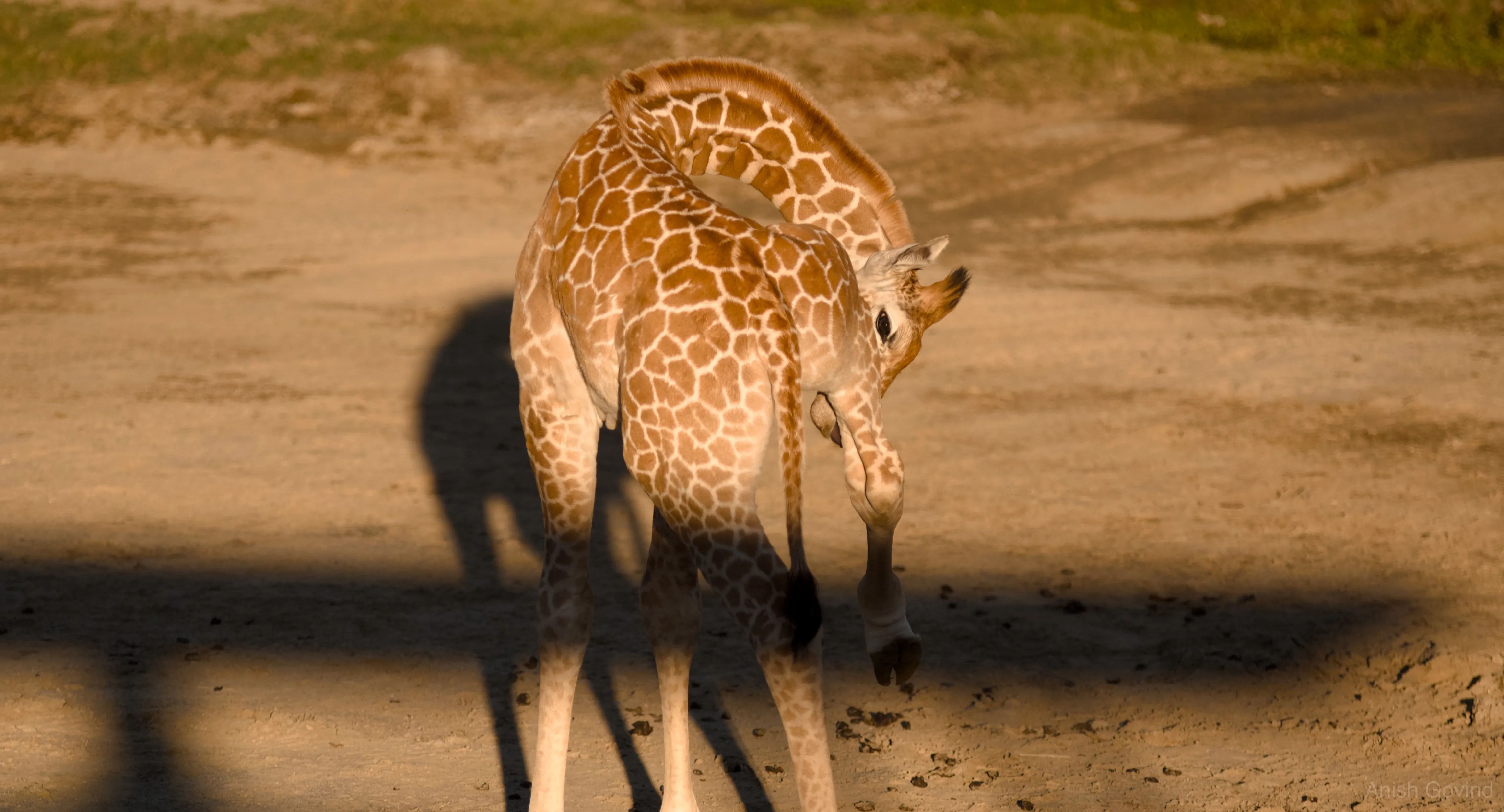 San Diego Safari/DSC_4119.jpg