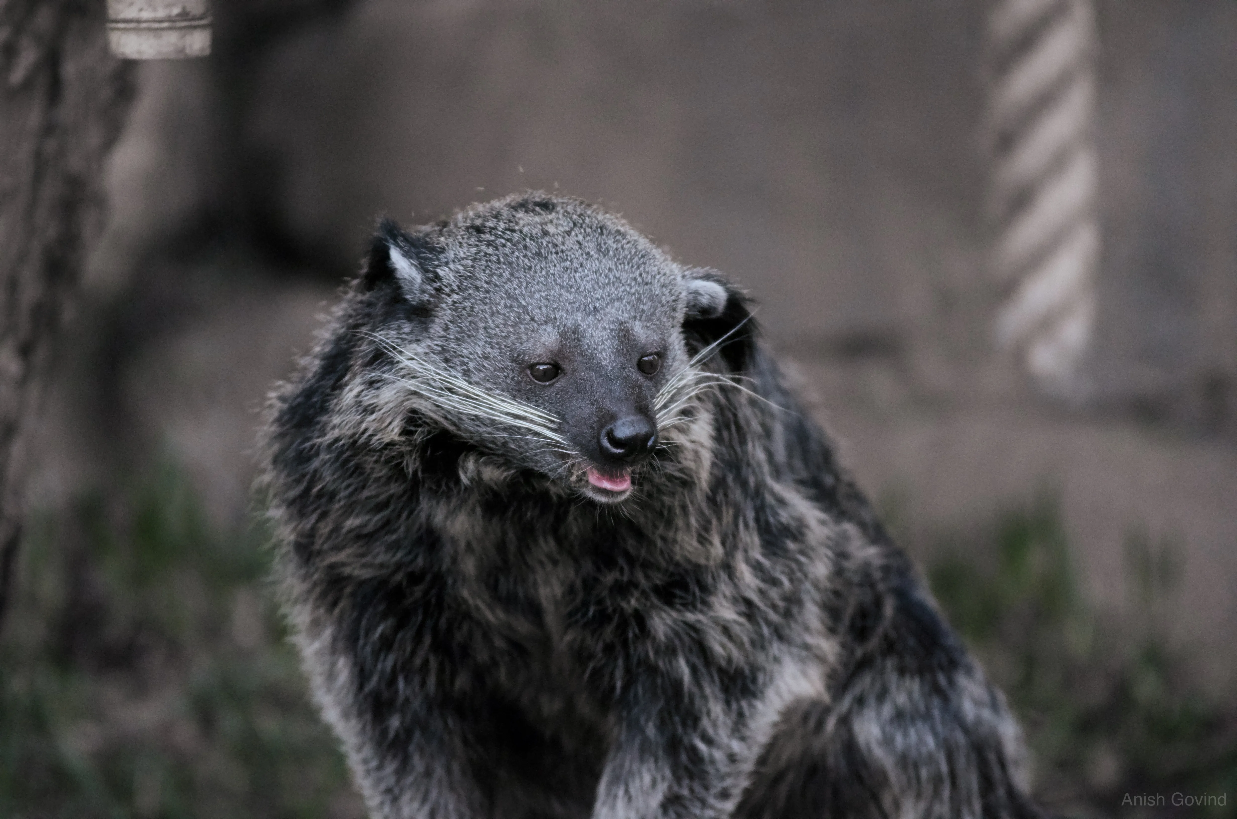 San Diego Safari/DSC_4330.jpg