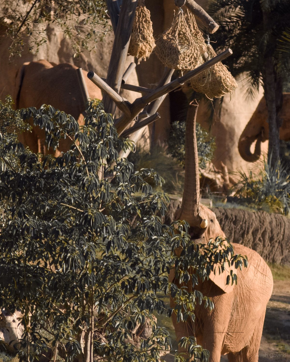 ambitious_elephant