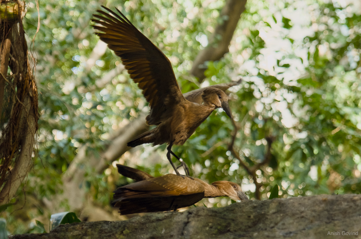 balancing_bird