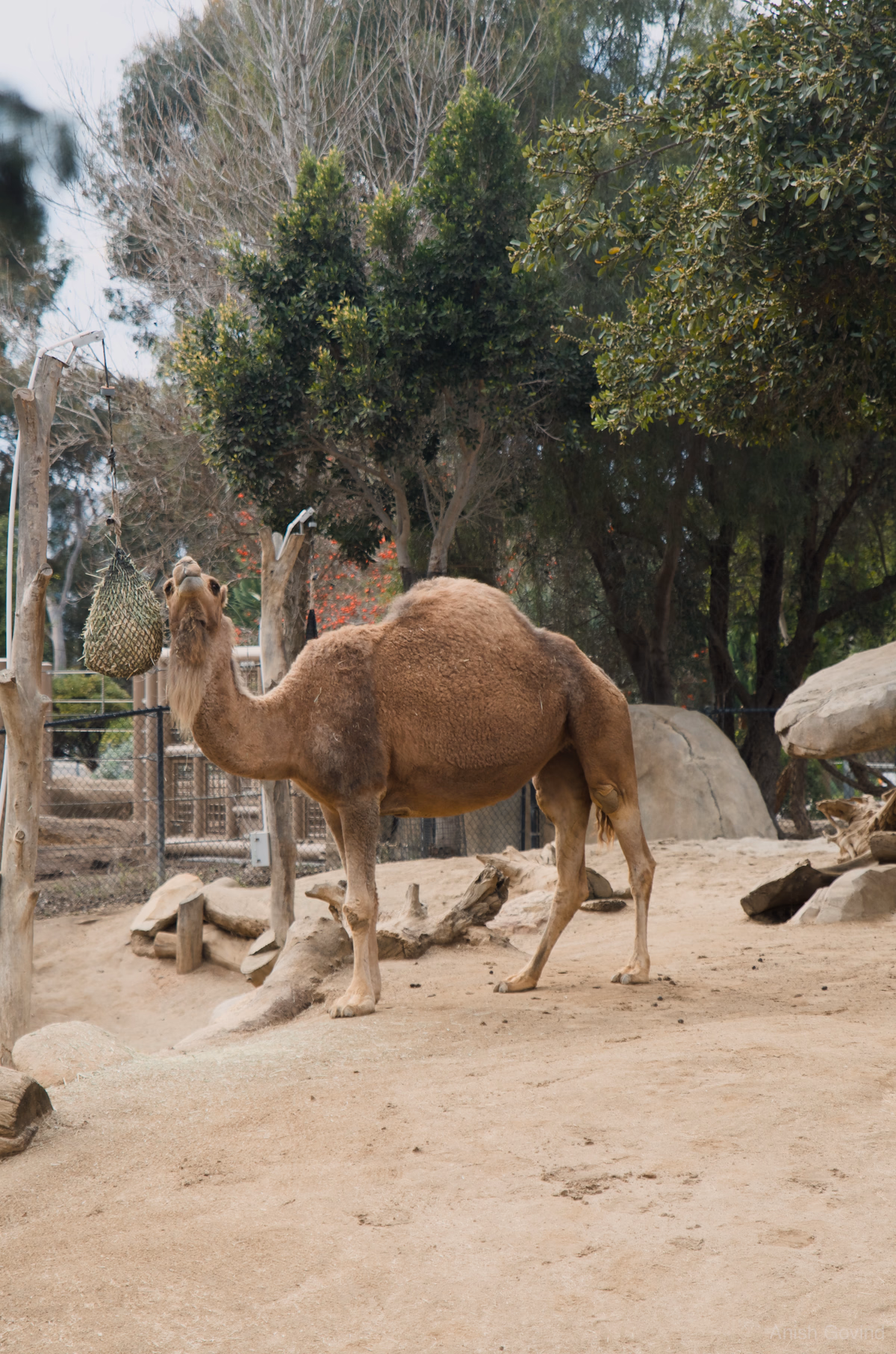 bro_camel