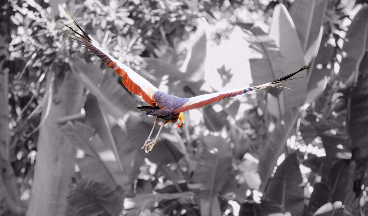 carti_bird