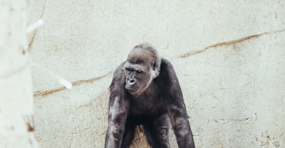 disturbed_monkey