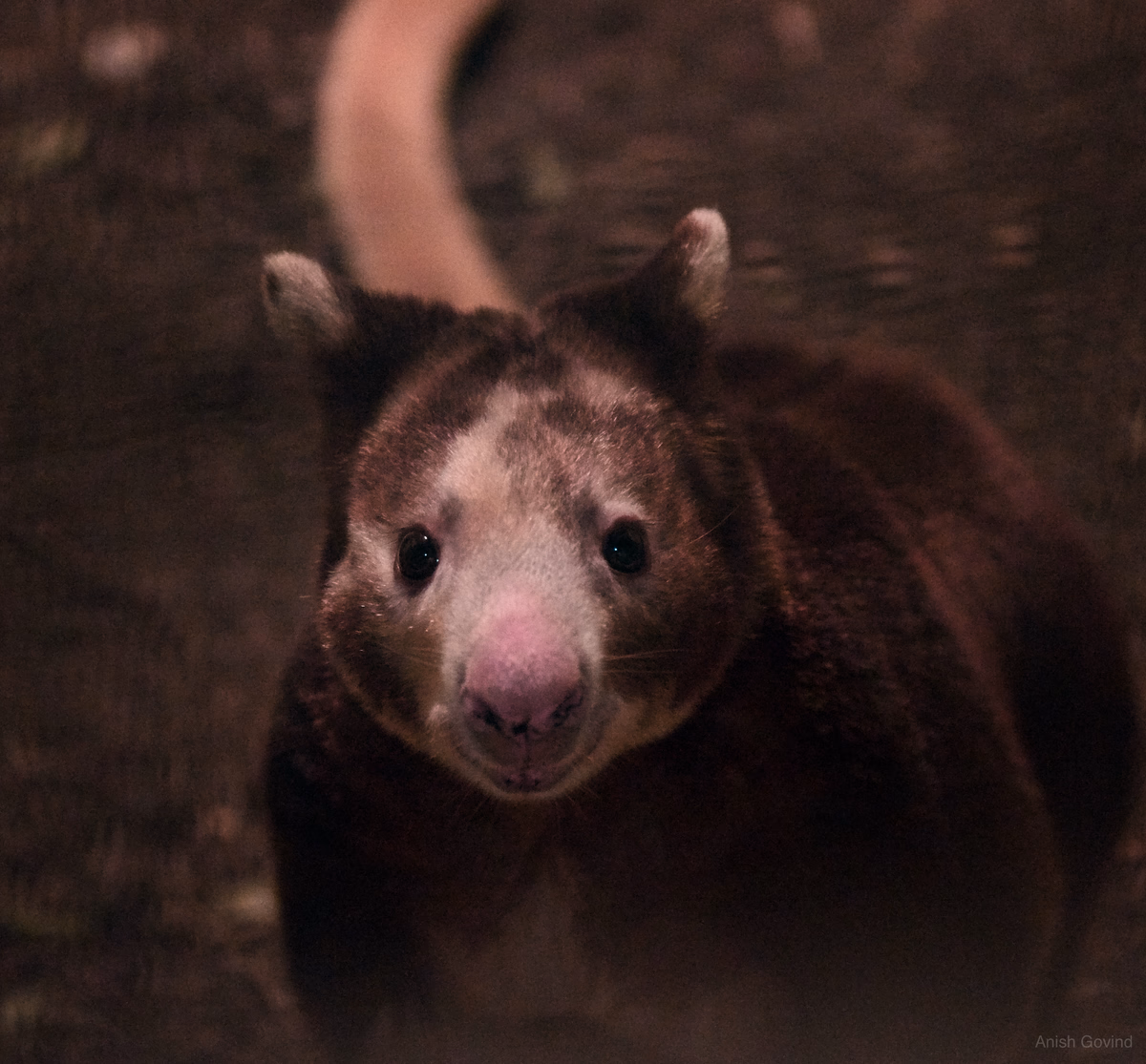 happy_roo