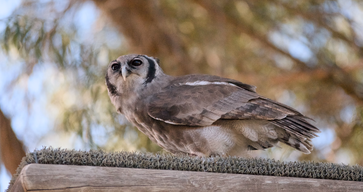 hoot