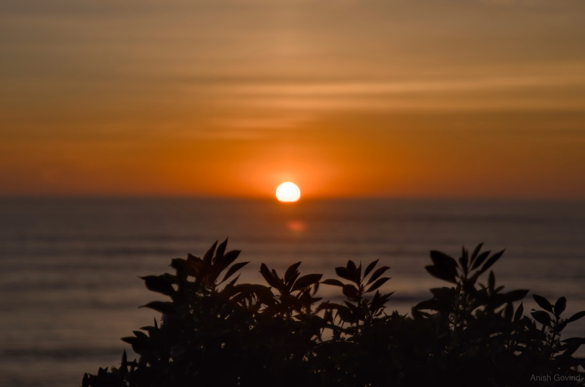 leafy_sunset