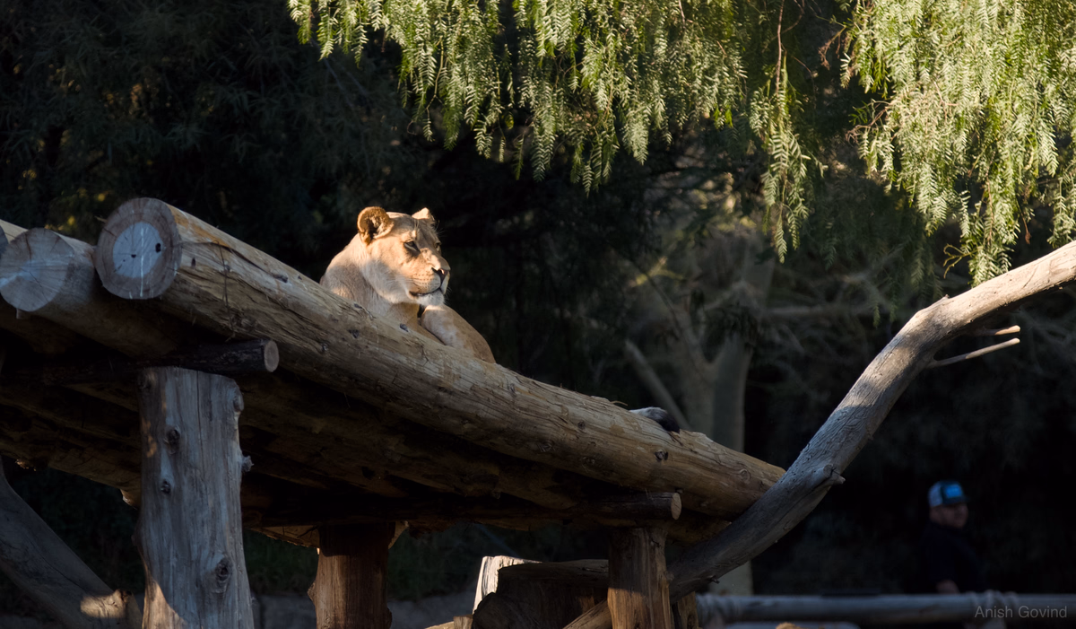 lioness_castle