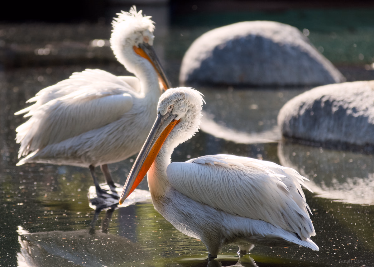 nefarious_birds