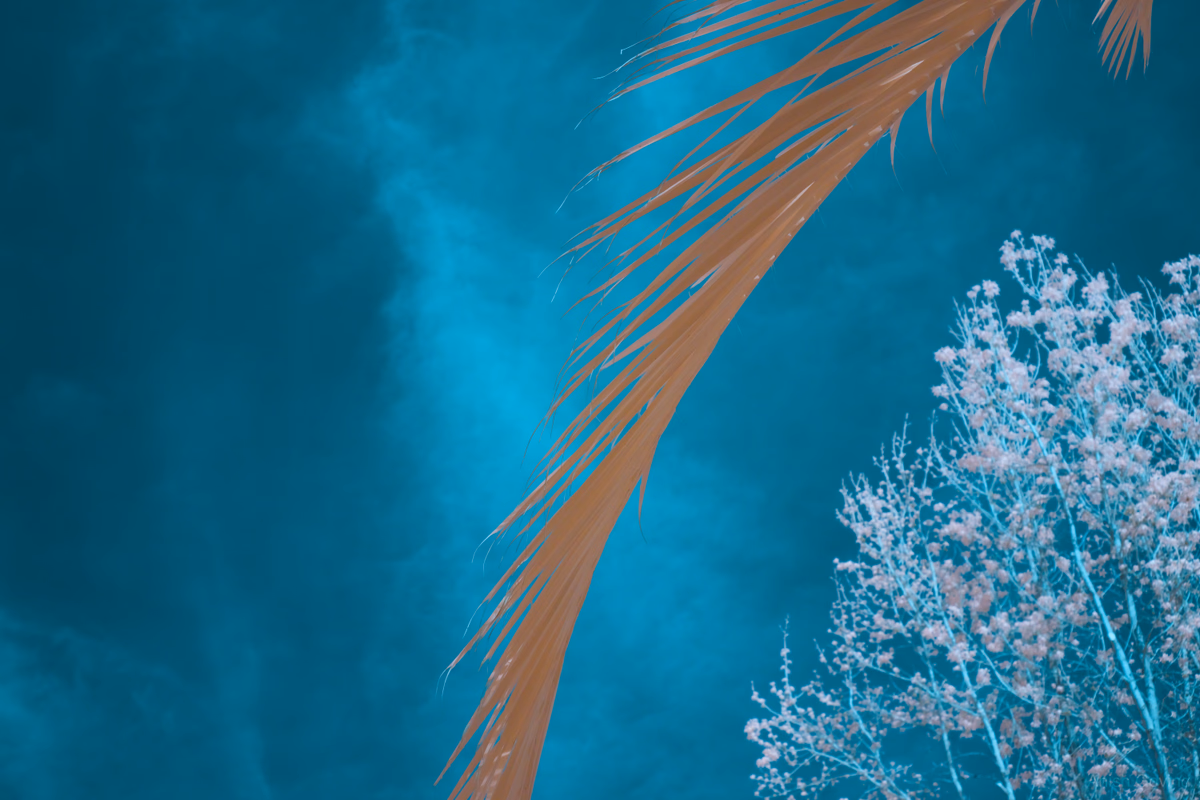 palm_leaf