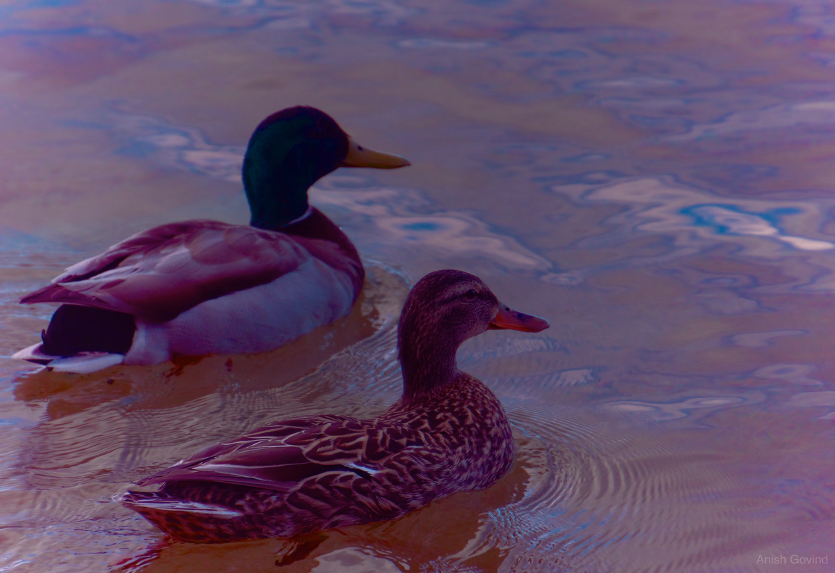 Serene Water Dance