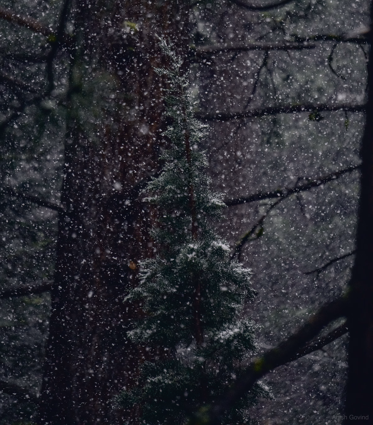 Whispers of Winter
