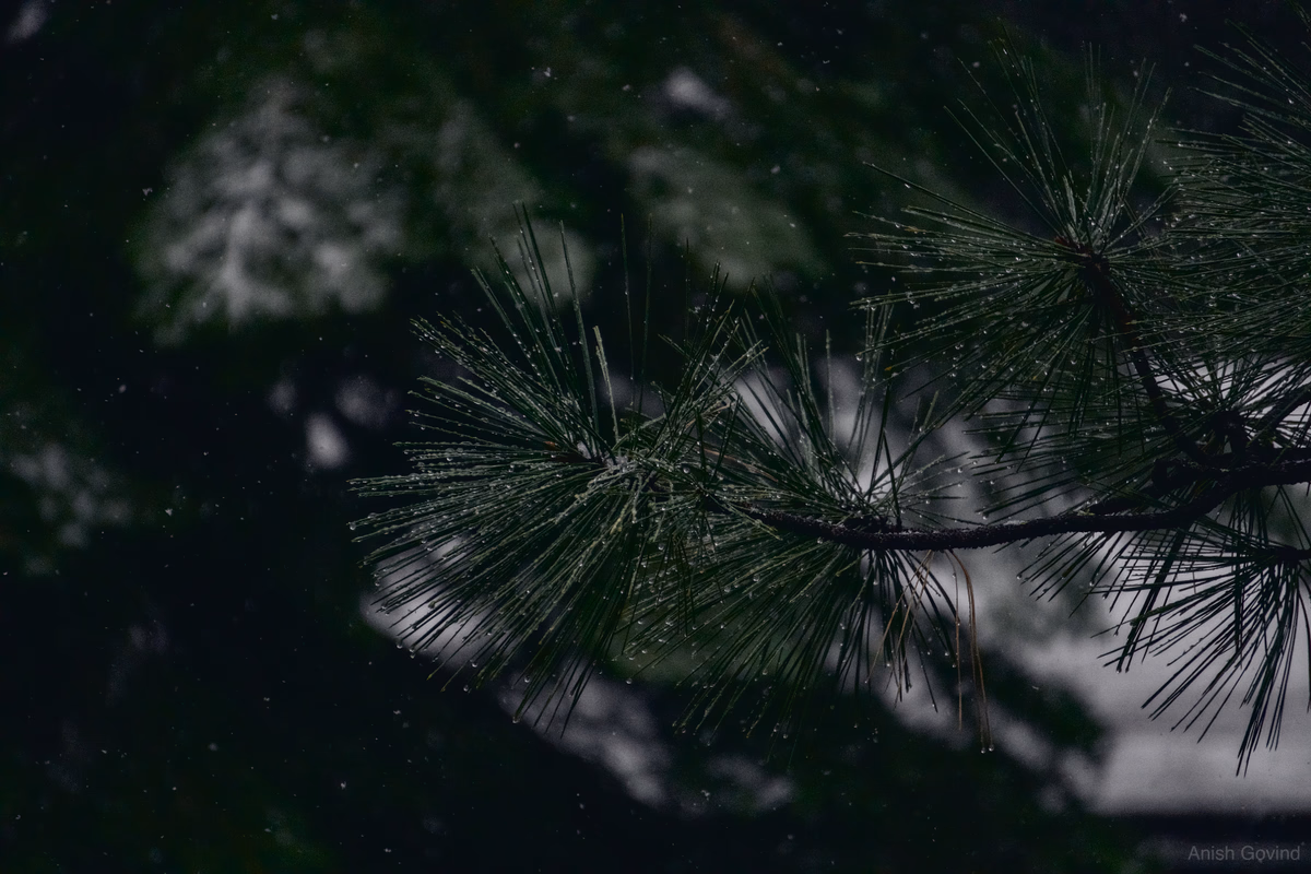 Whispers of Winter