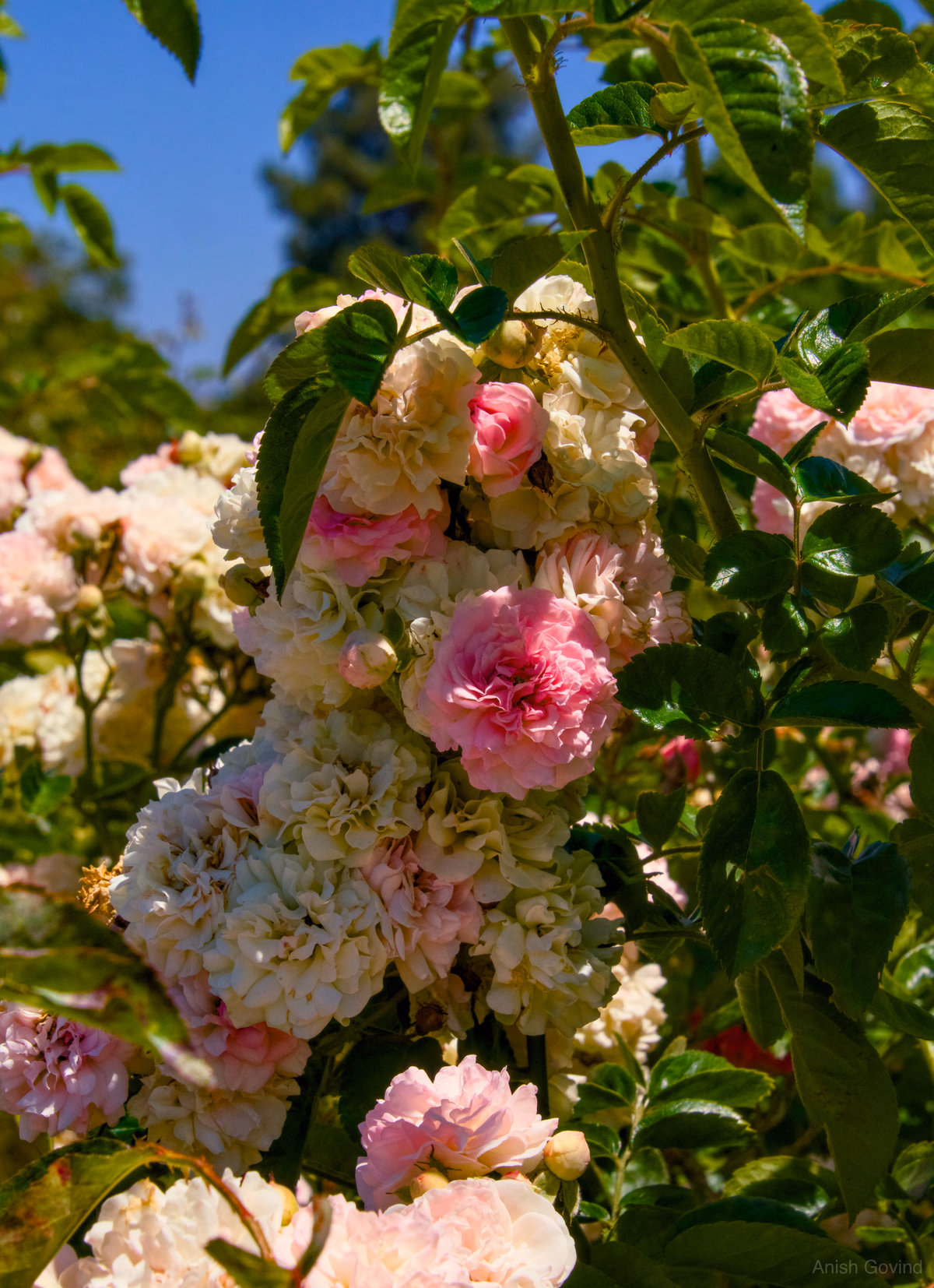 Whispers of Pink