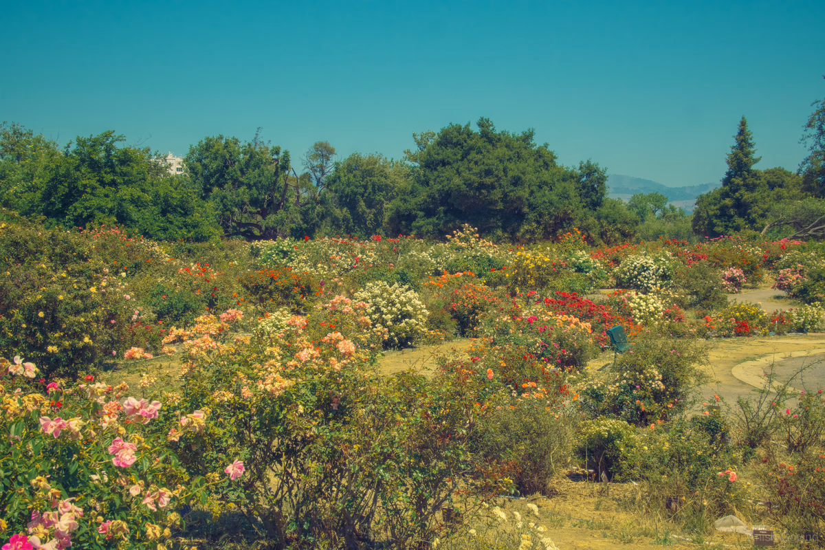 Blooming Paradise