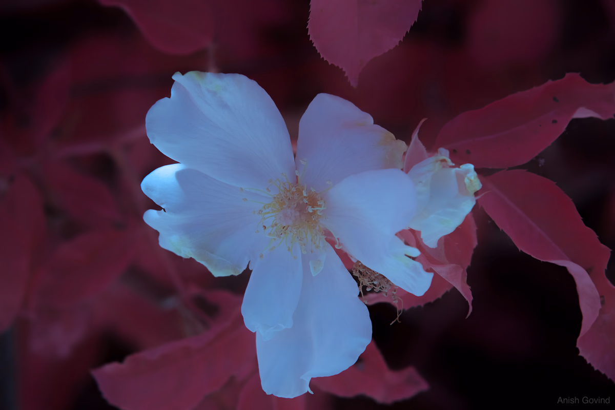 Whispers of Bloom