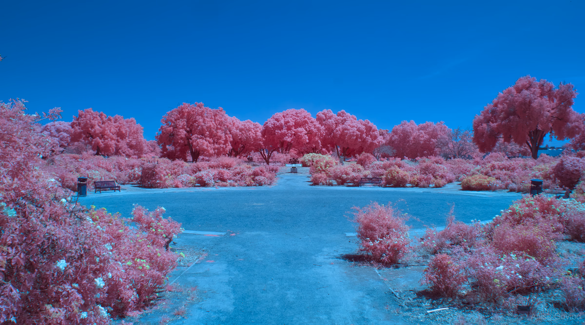Surreal Blossom Path