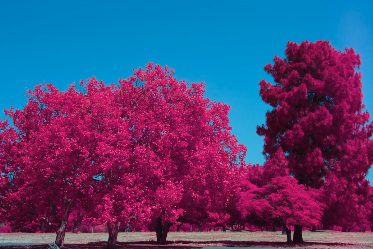 Vivid Serenity