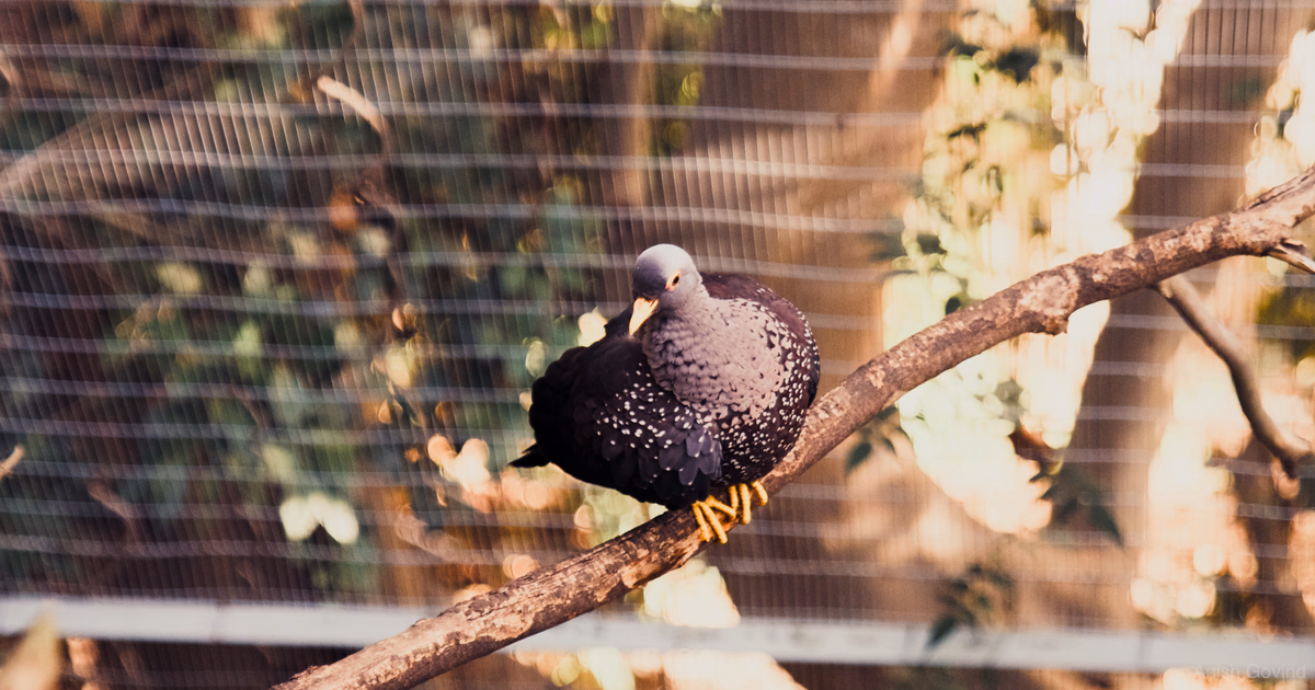 posed_bird