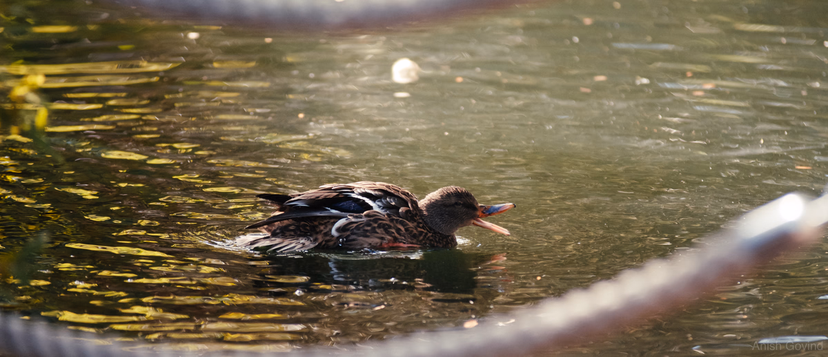 quackenbirdt