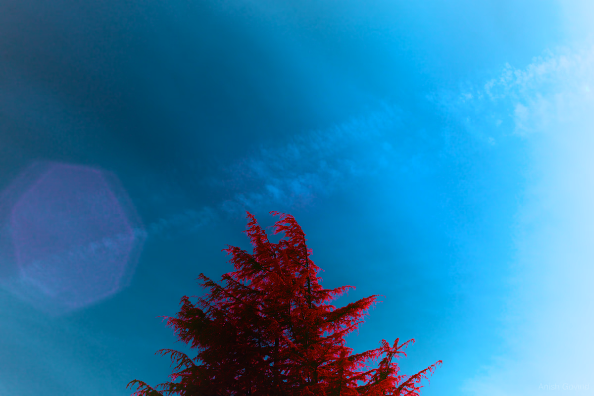 red_tree