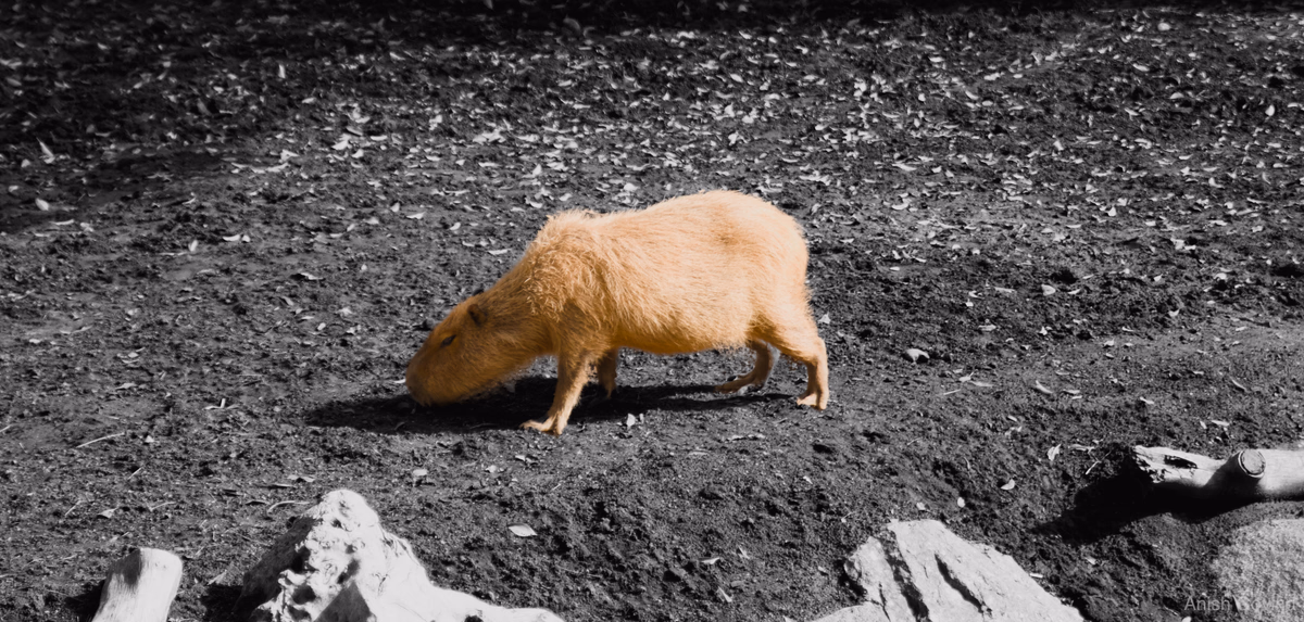 shinybara