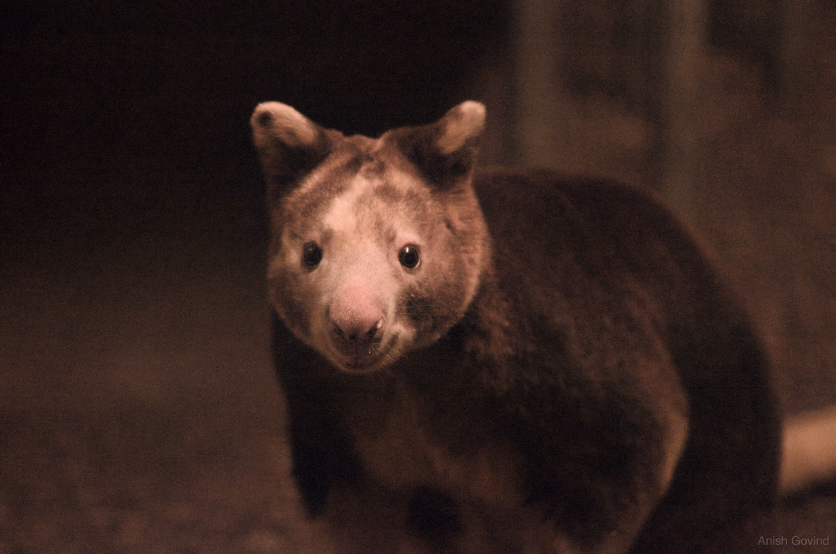smirking_roo