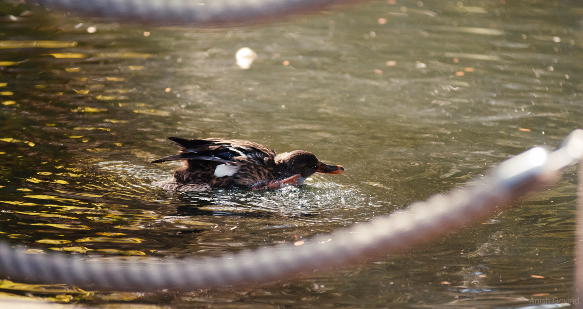splashenbirdt