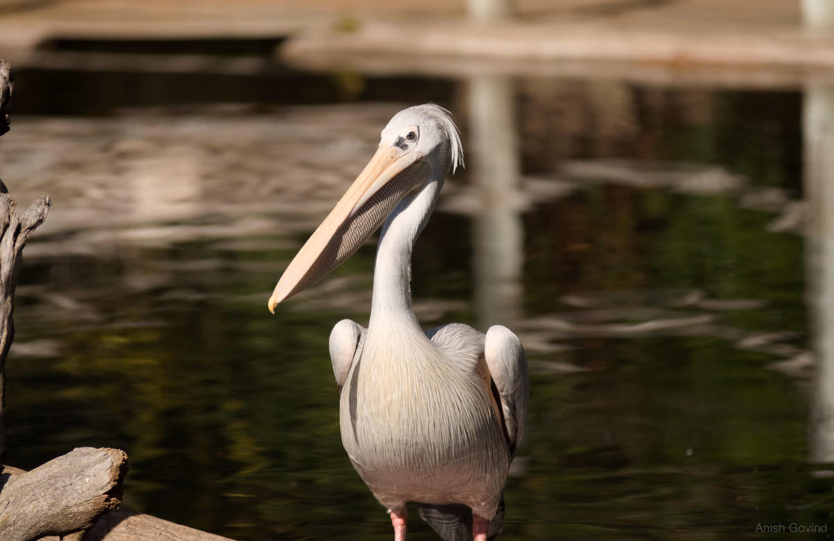 suspicious_bird
