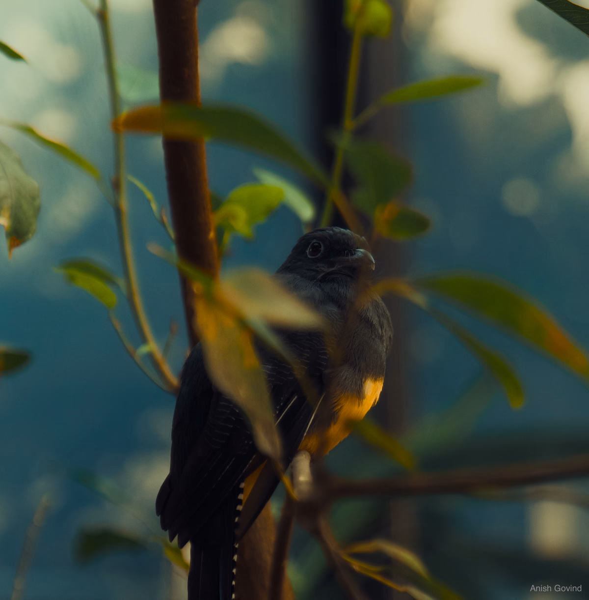 the_bird