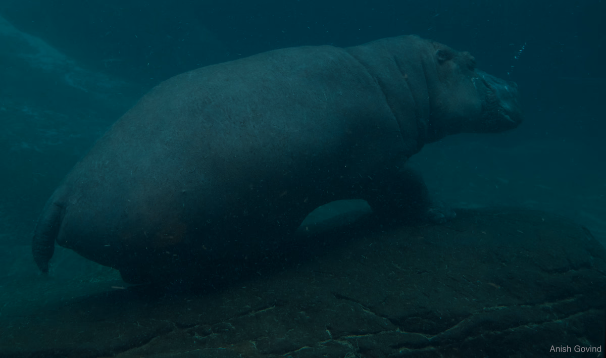 the_deep_blue