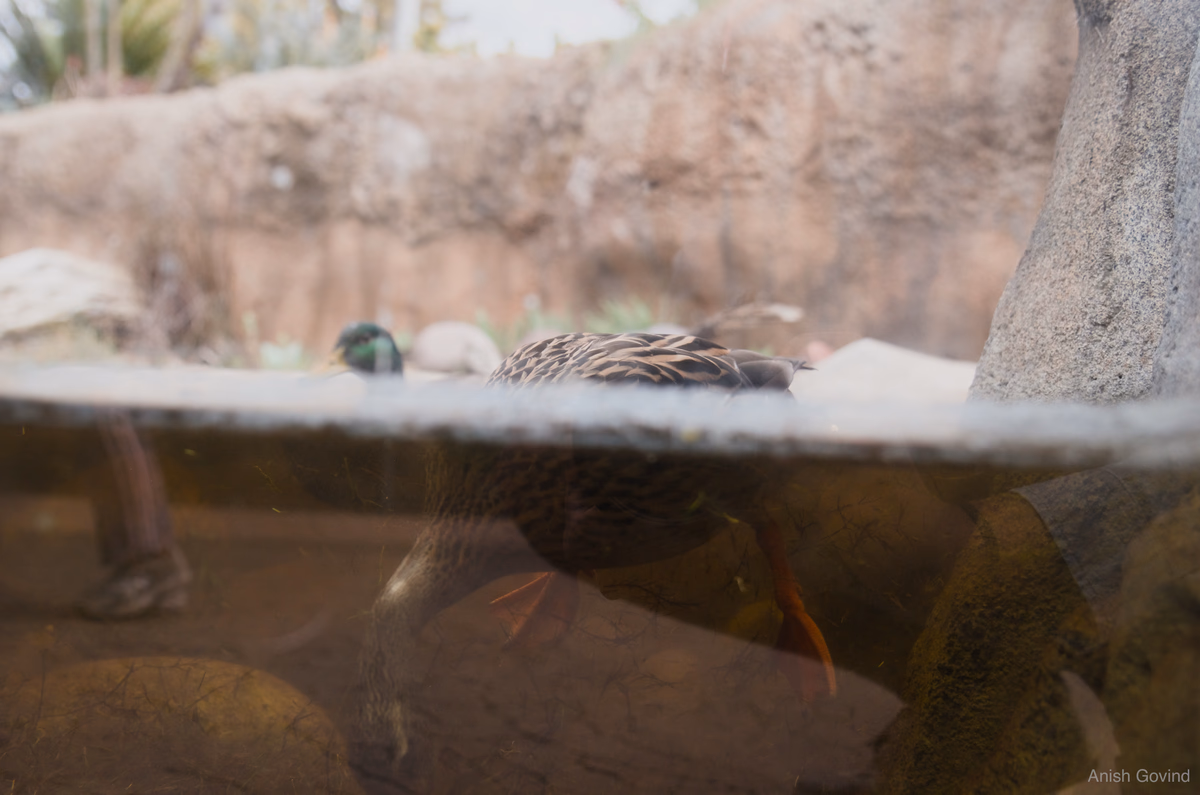 thirsty_duck