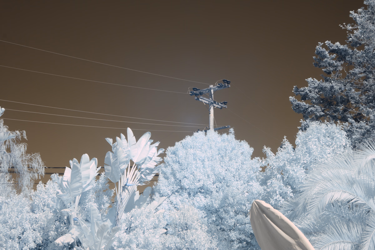 white_day