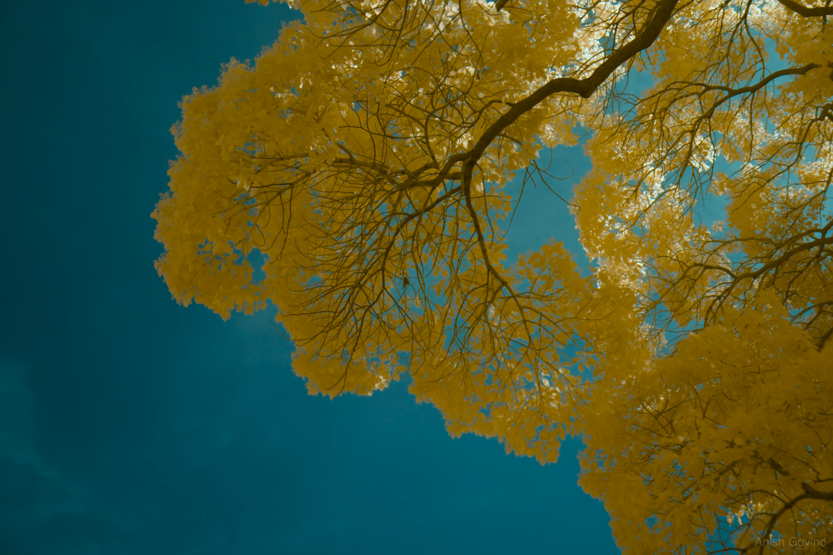 yellow_tree