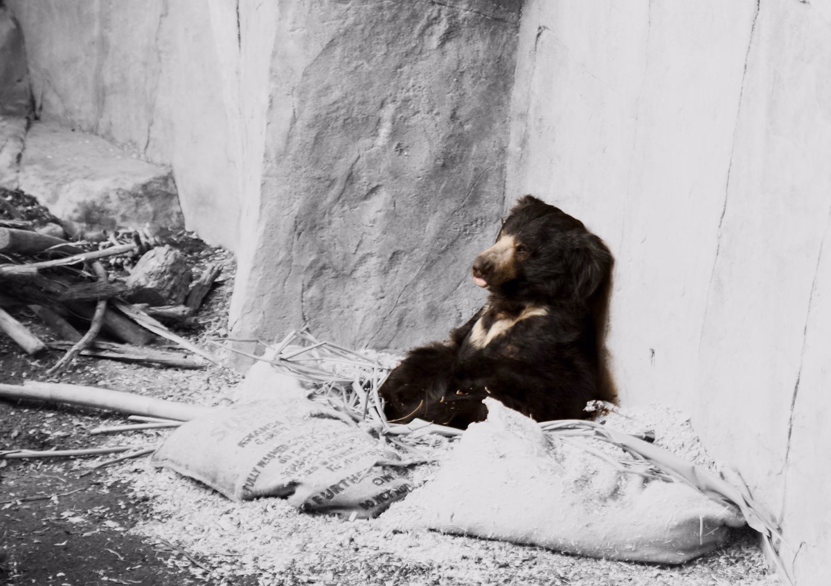 zooted_bear